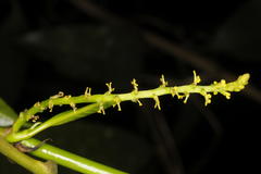 Excoecaria crenulata